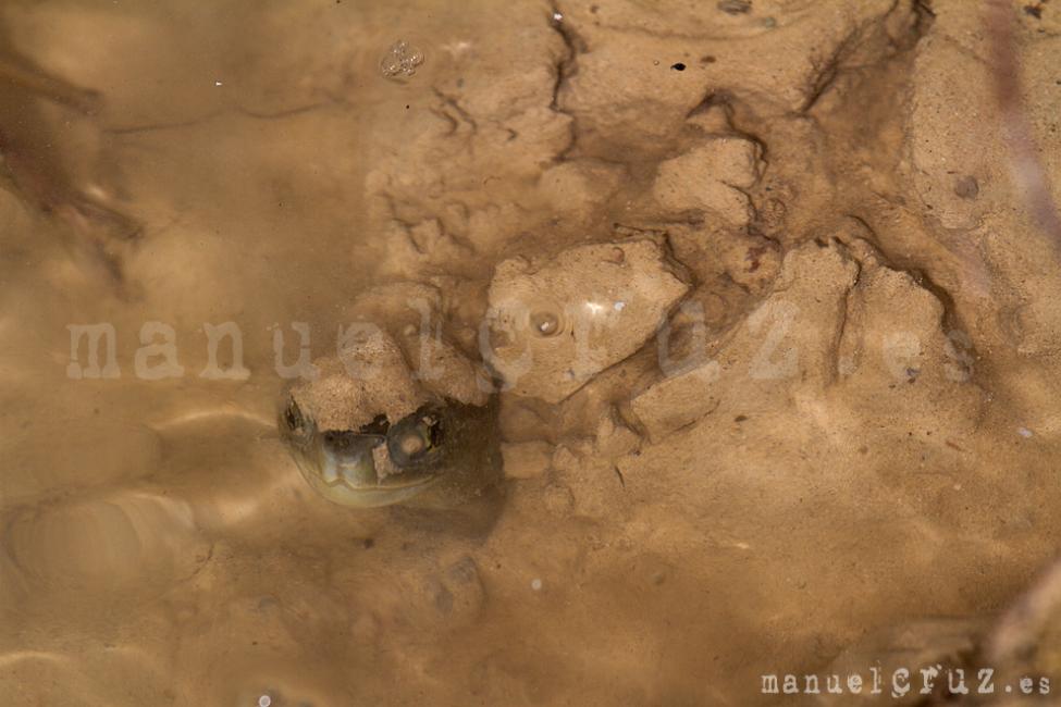 Galápago leproso (Mauremys leprosa)